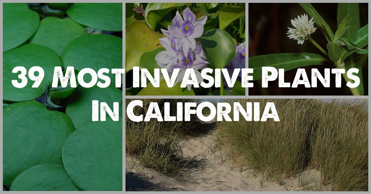 The 39 Most Invasive Plant Species in California