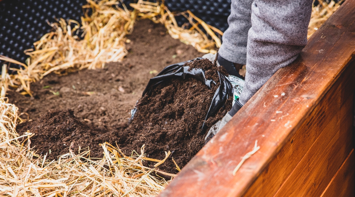 Close-up of a gardener's hands spreading fresh soil onto a raised wooden bed in a garden. The raised bed is filled with a layer of dry straw. Gardener in black rubber gloves.