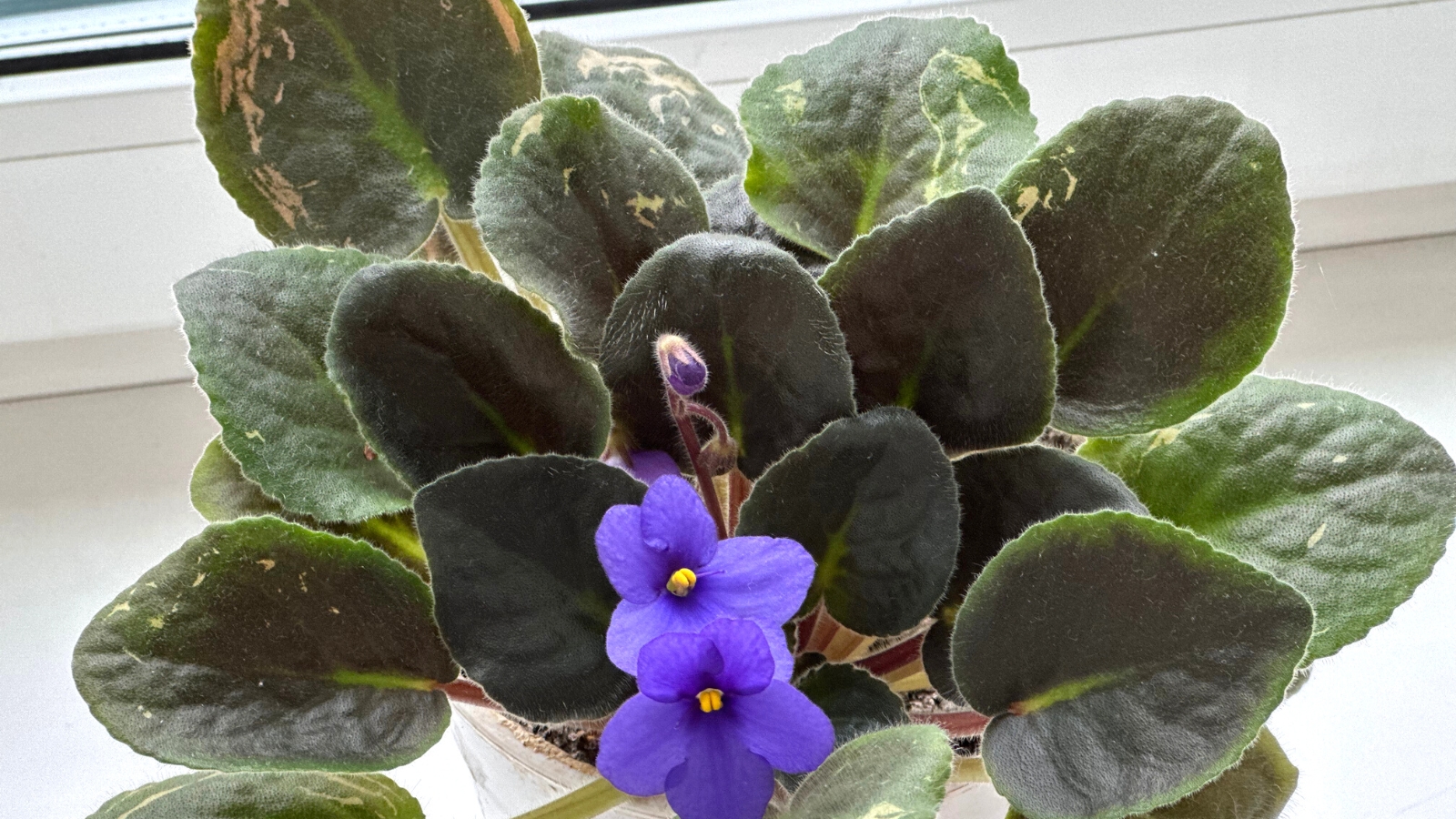 african violets infected with pests and diseases looking worse for wear in a pot on a shelf.