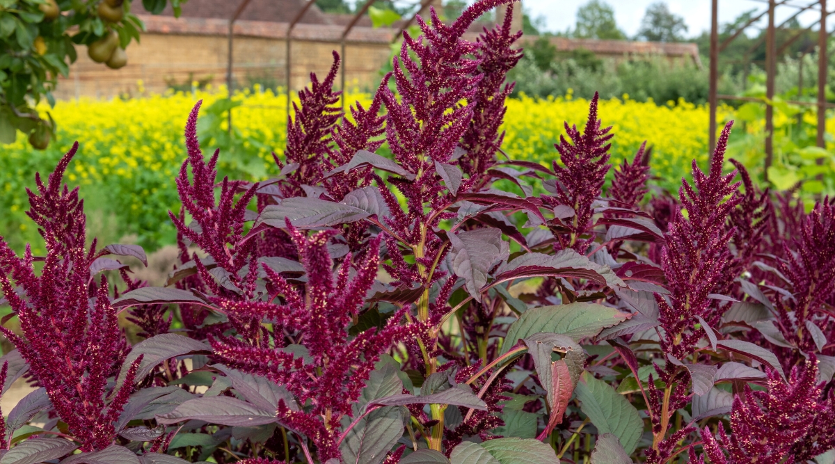A close-up of a flowering plant of Amaranthus hypochondriacus, commonly known as Prince's Feather or Summer Poinsettia. It has strong erect stems with large, lanceolate, dark green leaves. The flowers are small, bright and inconspicuous, but the bright and showy flower bracts attract attention. The bracts are long and thin, resembling tassels or feathers, painted burgundy.