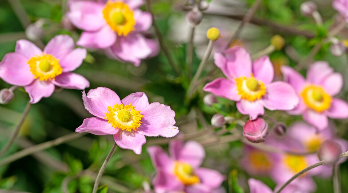 Close-up of flowering Japanese Anemone plants in a sunny garden, against a blurred green background. The plant has tall thin stems and dark green leaves with deep lobes and teeth. The flowers are solitary, cup-shaped, with numerous pink petals radiating from a central cluster of yellow stamens.