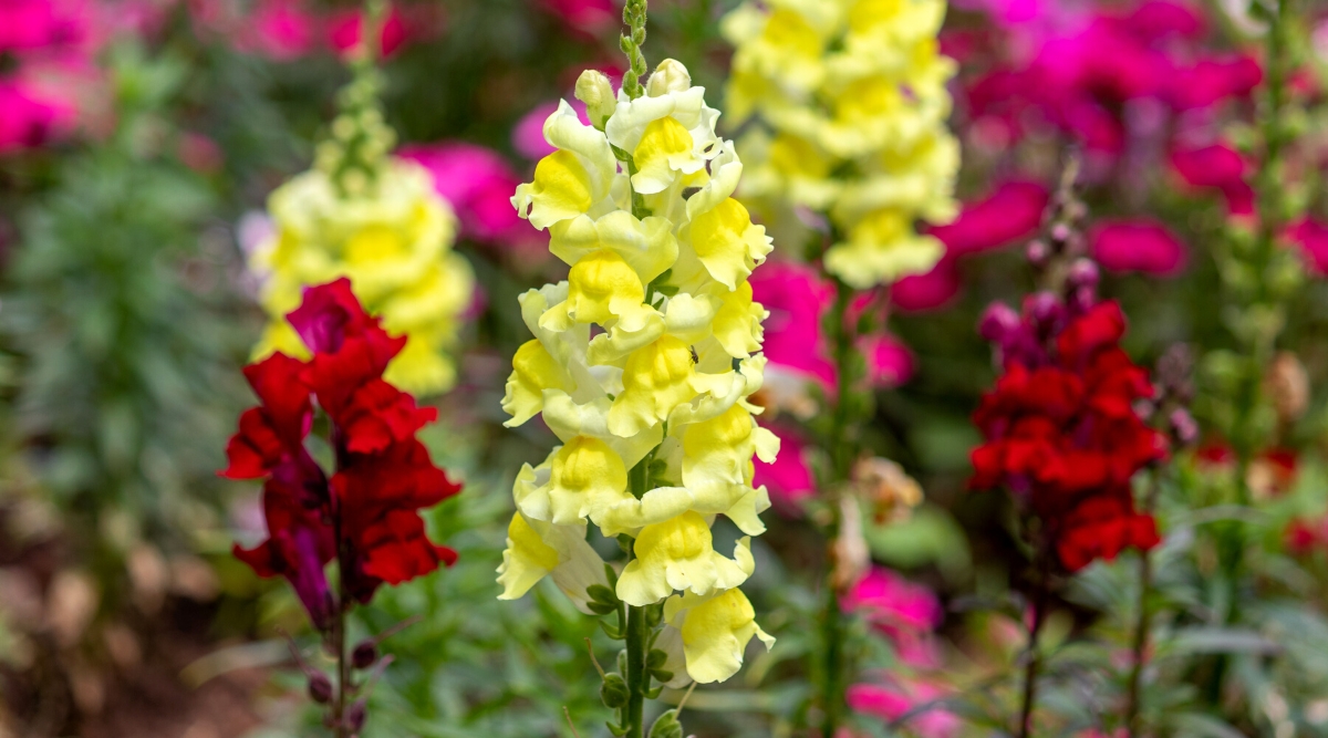 Close-up of a flowering plant Antirrhinum majus in a blooming garden. The plant has lanceolate leaves arranged oppositely along the stems. The leaves have a glossy texture and range in color from green to dark green. The flowers are small, tubular in shape with two lips resembling a dragon's mouth. Flowers are bright yellow, dark red, and pink.