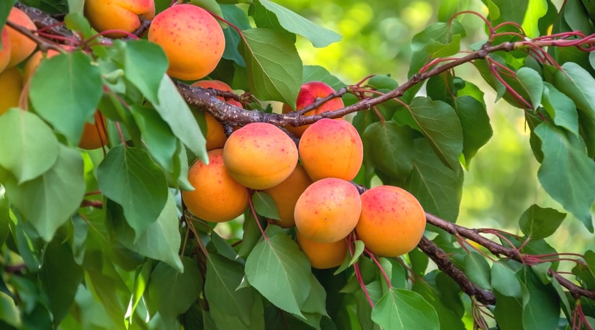 Close-up of a branch of an apricot tree with ripe fruits. The apricot tree has bright green oval serrated leaves. The leaves are arranged alternately along the branches. The fruits of the apricot tree are round or slightly oblong in shape, with a soft and velvety skin. They are orange in color with a red blush on the skin.