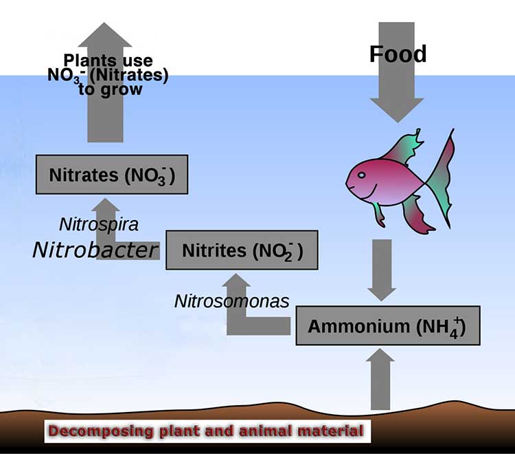 Illustration of the nitrogen cycle in aquaponics