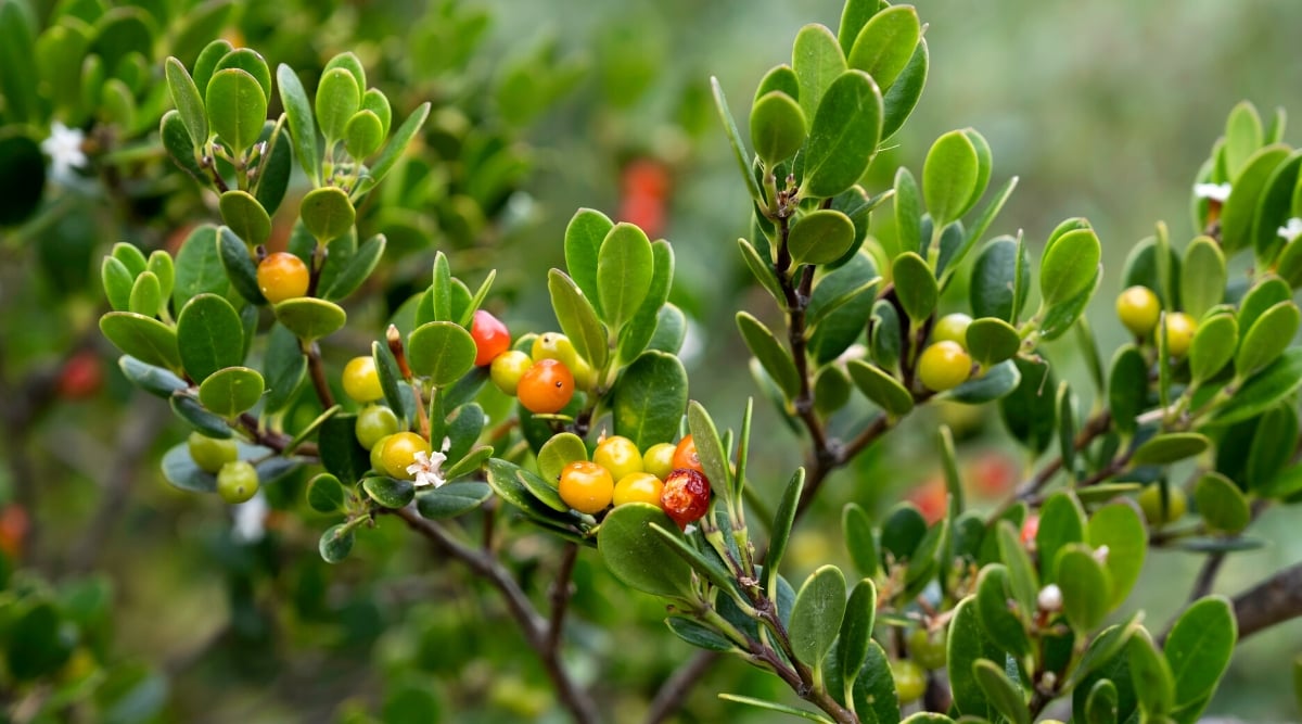 A close-up view of a branch of the Arctostaphylos uva-ursi shrub in the garden. on a blurred background. Arctostaphylos uva-ursi, commonly known as Bearberry or Kinnikinnick, is a low-growing evergreen shrub. It features small, leathery leaves that are dark green and shiny on the upper surface, while the lower surface is lighter and covered in fine hairs. The bush has small reddish-green rounded berries.