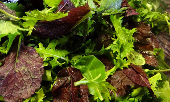 How to Grow Salad Greens The Best Way