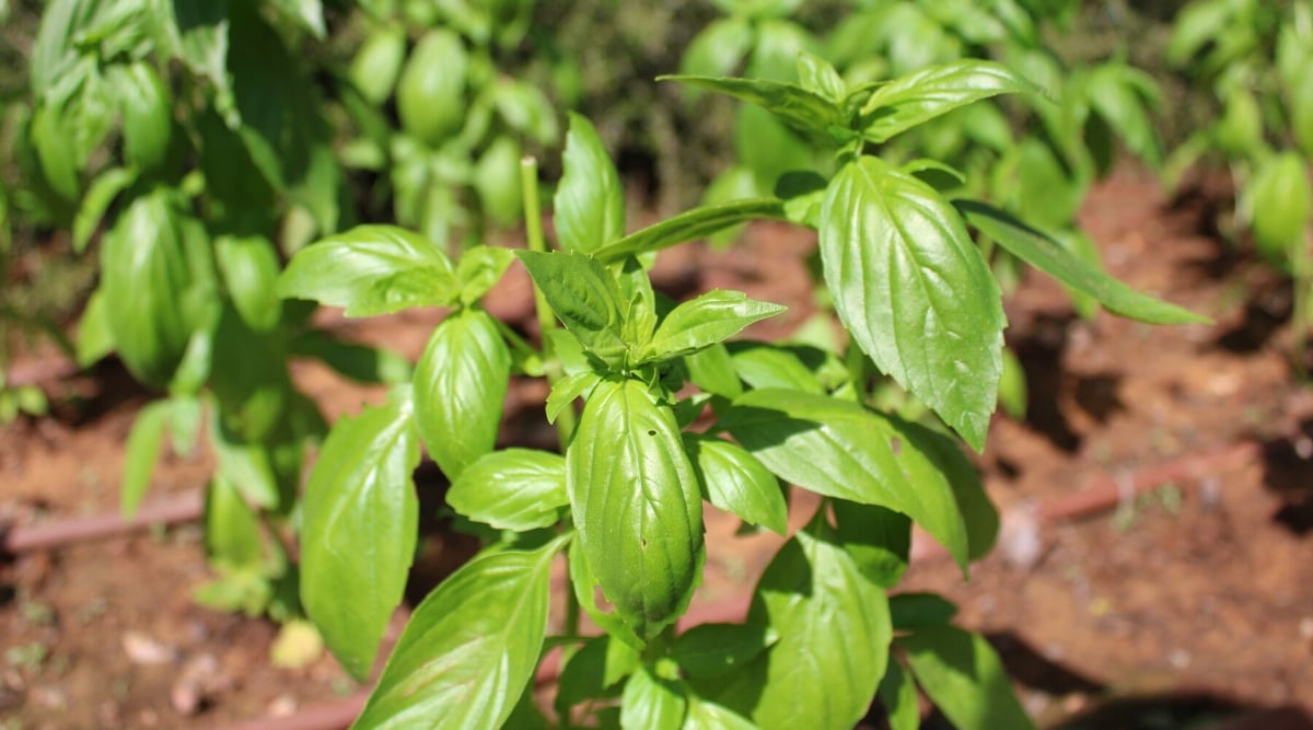 Close-up of a basil plant in a sunny garden bed. Basil plants have dense and compact growth with numerous branching stems. Basil leaves are oval in shape, with a slightly serrated edge. They have a bright green color and a glossy texture.