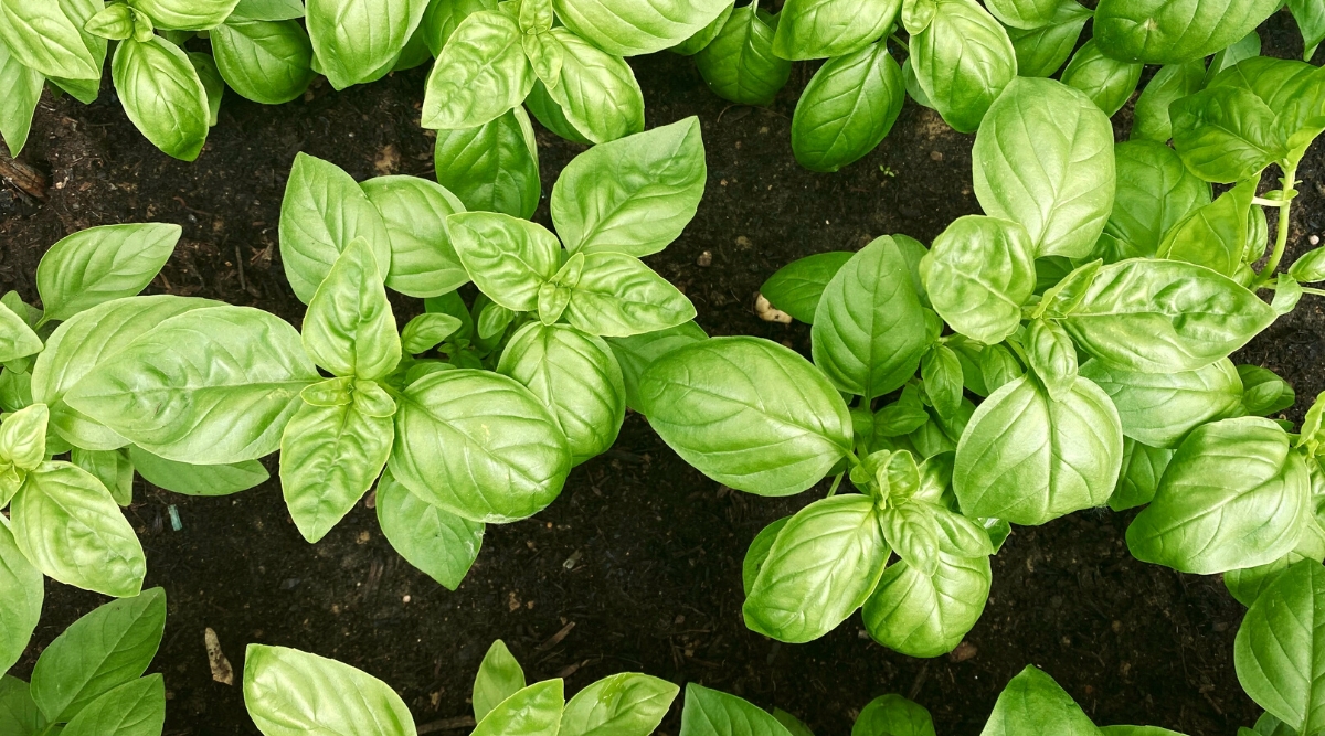 Top view, close-up of a growing basil on a garden bed. Basil leaves are medium to large in size, bright green in color and have a smooth, slightly glossy texture. They are distinctly oval or lanceolate in shape and grow in pairs opposite each other on the stem.