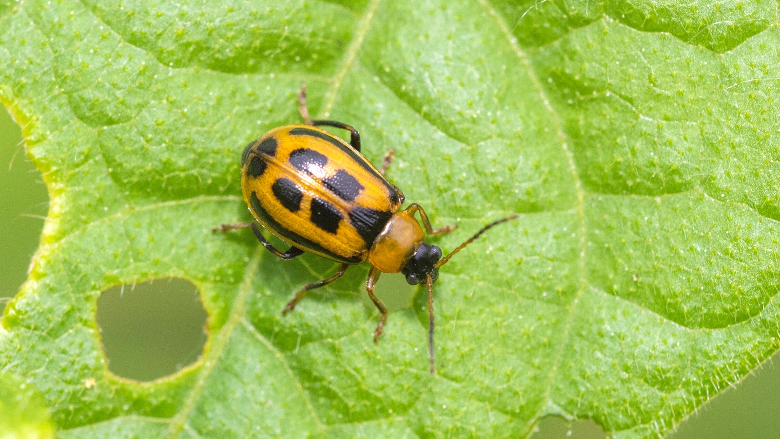 Bean leaf beetle is crawling on a green leaf with a spot next to its body.