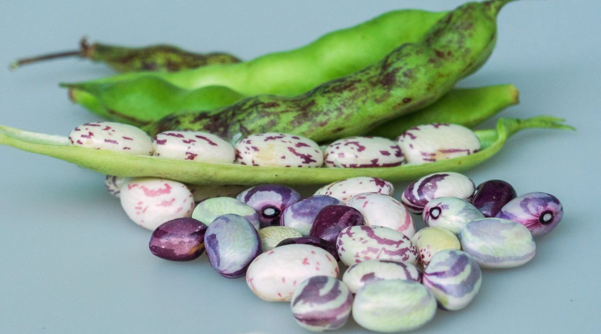 A close up image of green, purple-striped bean pods and the white and purple-striped beans within. All are on a bluish countertop. 3 pods sit whole in the background, and one is in front with one side of the pod removed, revealing 5 beans. In front of this pod, there are several fresh beans.