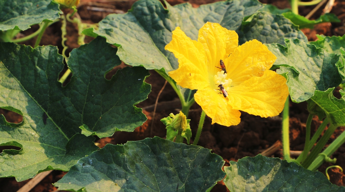 Close-up of a squash plant with a large blooming yellow flower in a garden. The plant has spreading vines with large, broad leaves, lobed, dark green in color, with a rough texture. The flower is large, bright yellow, cup-shaped, with a slightly wrinkled structure of the petals. Two bees collect nectar on a flower.