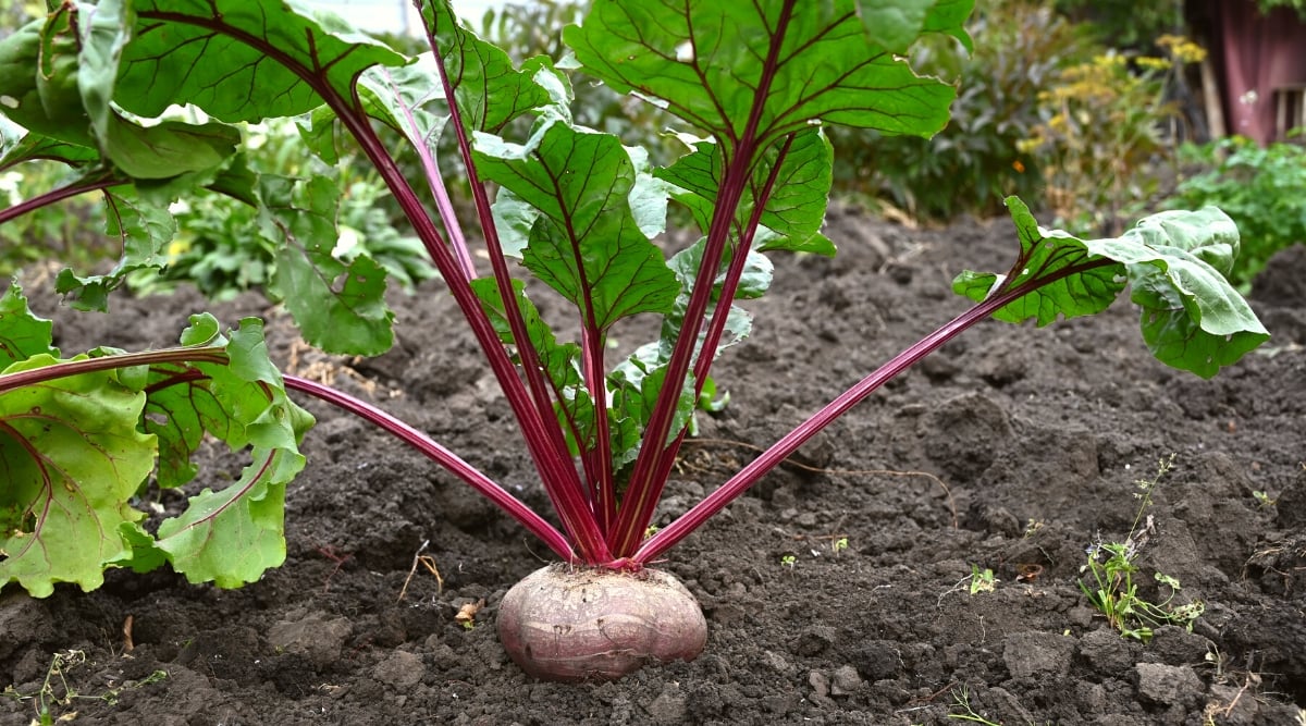 Close-up of a growing beetroot plant in the garden. Beetroot plants have a rosette habit with a bunch of large, dark green leaves that emerge from a central stem. The leaves are broad and elongated, with prominent venation and a slightly wrinkled texture. The beetroot plant produces a dark red round or cylindrical root which is the main edible part of the plant. It has a smooth, greyish-purple skin.