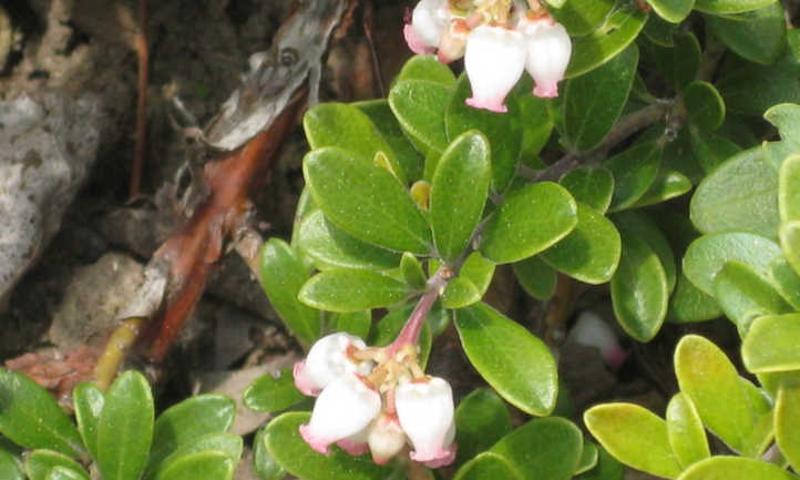 Bell-shaped bearberry flowers