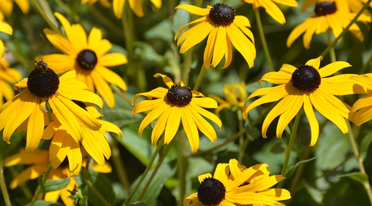 Close-up of Black Eyed Susan, also known as Rudbeckia hirta, blooming flowers in a sunny garden. The leaves of Black Eyed Susan are dark green, pubescent, with a rough texture. They are lanceolate in shape and arranged alternately along the stem. The leaves are serrated at the edges. The flowers are large, daisy-like, with a black centre, known as the "eye," surrounded by golden yellow petals.