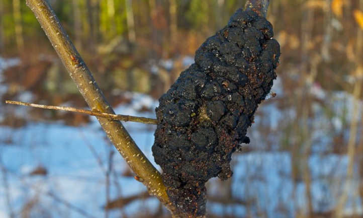 Black knot fungus