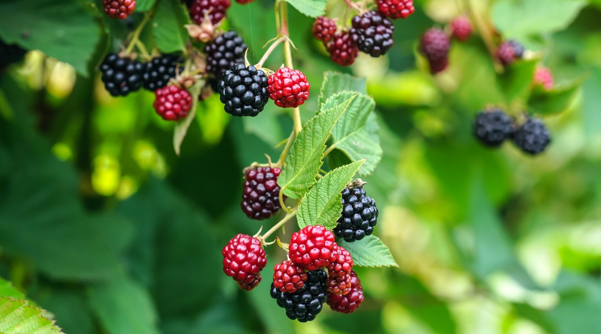 Close-up of ripening blackberries on a bush, in a garden, against a blurred green background. Blackberry is a deciduous shrub with spiny shoots and compound leaves consisting of many elliptical green leaves with serrated edges. Berries are a collection of small drupes that form a bunch. Fully ripe berries are glossy and black, while unripe berries are red.