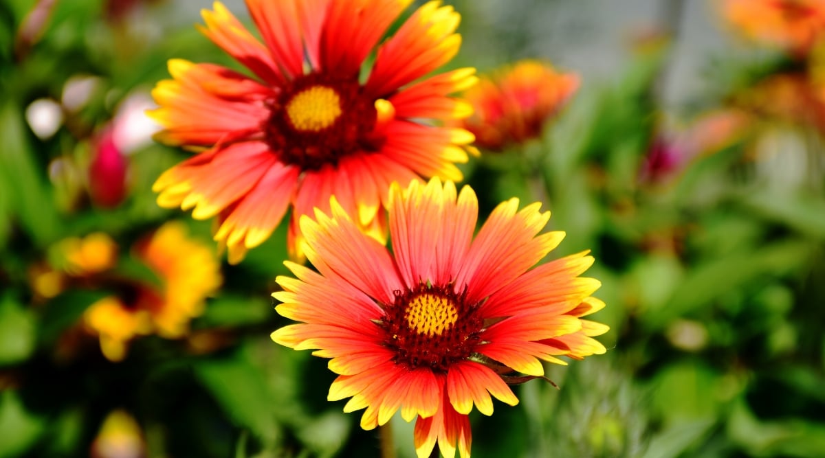 A close-up of blooming Blanket Flower plants, scientifically known as Gaillardia, against a blurred background of a blooming garden. The flowers are large, daisy-like, with bright colors that range from shades of yellow, orange and red. The flowers have a central disc surrounded by ray-shaped inflorescences that radiate outwards. The disc florets are maroon in color, while the ray florets are brightly colored and have distinct patterns or markings.