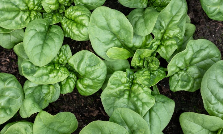 40 Different Types of Spinach For Your Garden
