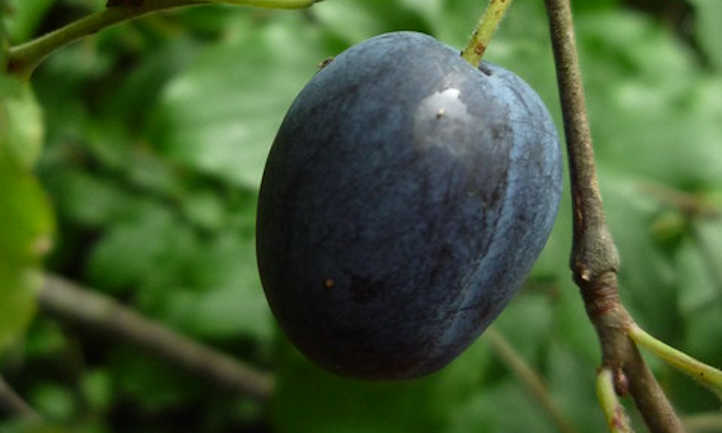 Blue Damson plum tree