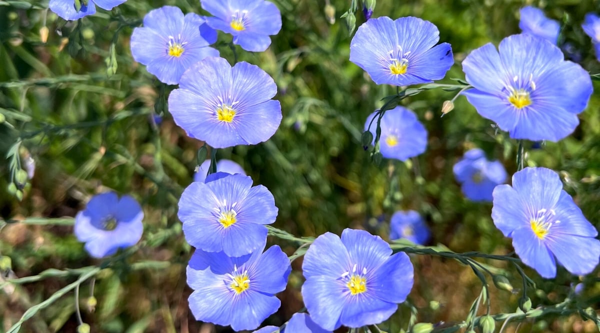 Close-up of Blue Flax (Linum lewisii) flowering plants in a sunny garden. Blue Flax (Linum lewisii) is a perennial flowering plant known for its delicate blue flowers and slender leaves. The leaves of blue flax are narrow and linear in shape, resembling blades of grass. They are greyish green in color and arranged alternately along the stems. The flowers are small, about 1 inch in diameter and have five bright blue petals. The petals are thin and flax-like.