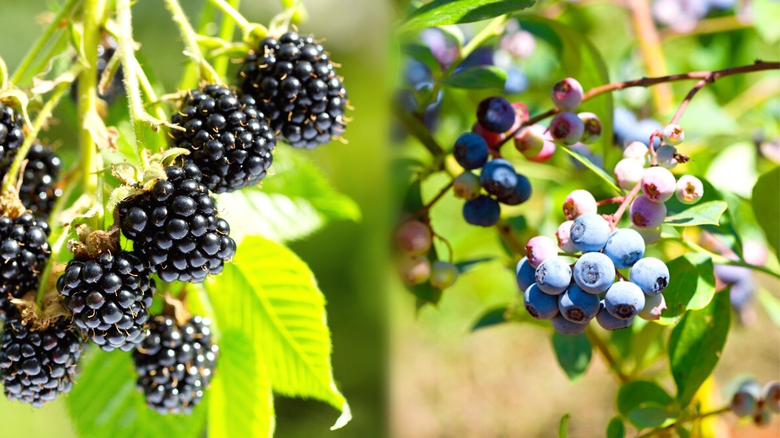 blueberries and blackberies