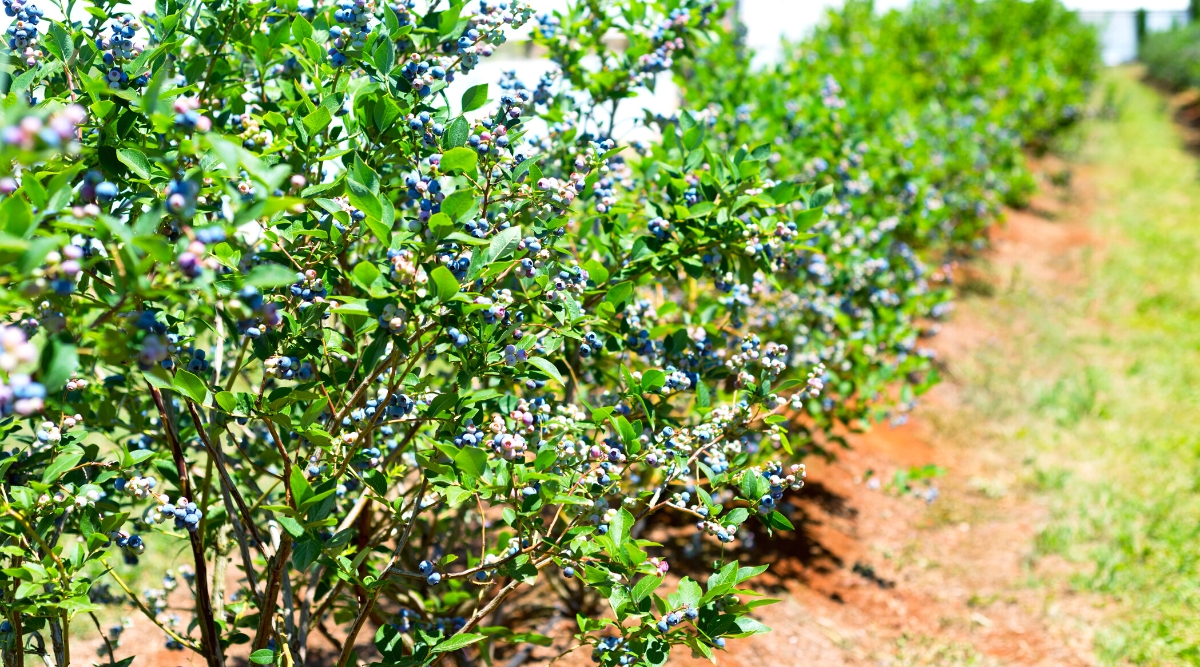 Lots of blueberry bushes lined up in a sunny garden. Blueberries are deciduous shrubs belonging to the genus Vaccinium. They have thin stems covered with small elliptical leaves. The leaves are bright green. Blueberries are small, round, mini-colored berries that grow in clusters on the plant.