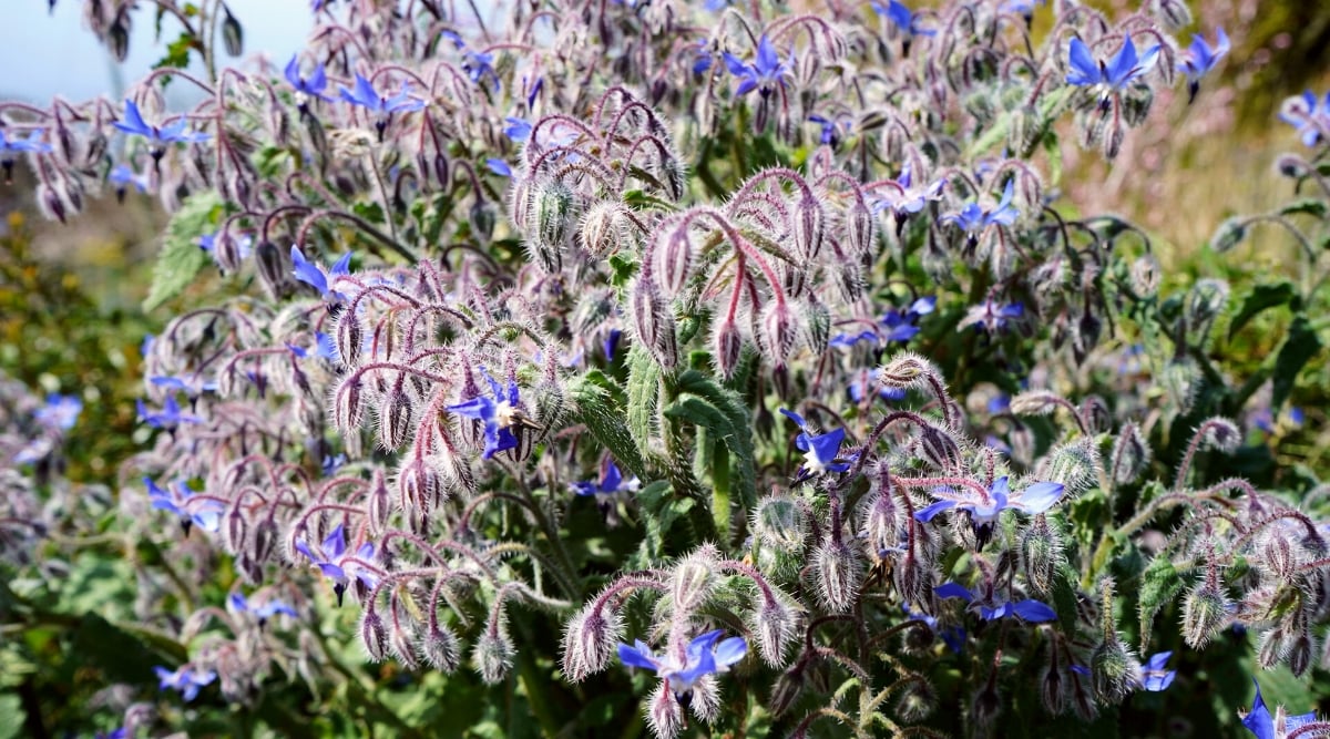 Close-up of a flowering Borage plant in the garden. Borage is a herbaceous annual plant with a dense and upright growth habit. They have several branches covered with coarse, hairy stems. The leaves are large, alternate, rough, bright green. Leaves are ovate or lanceolate with prominent veins. Borage plants produce star-shaped flowers that are bright blue in color. The flowers are small, but numerous, collected in inflorescences at the ends of the stems. Each flower has five petals and a central stamen that protrudes outwards.