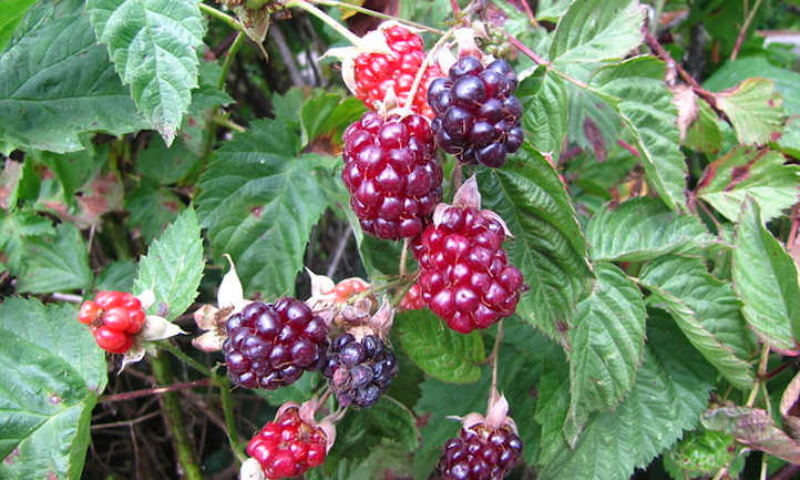 Boysenberry plant