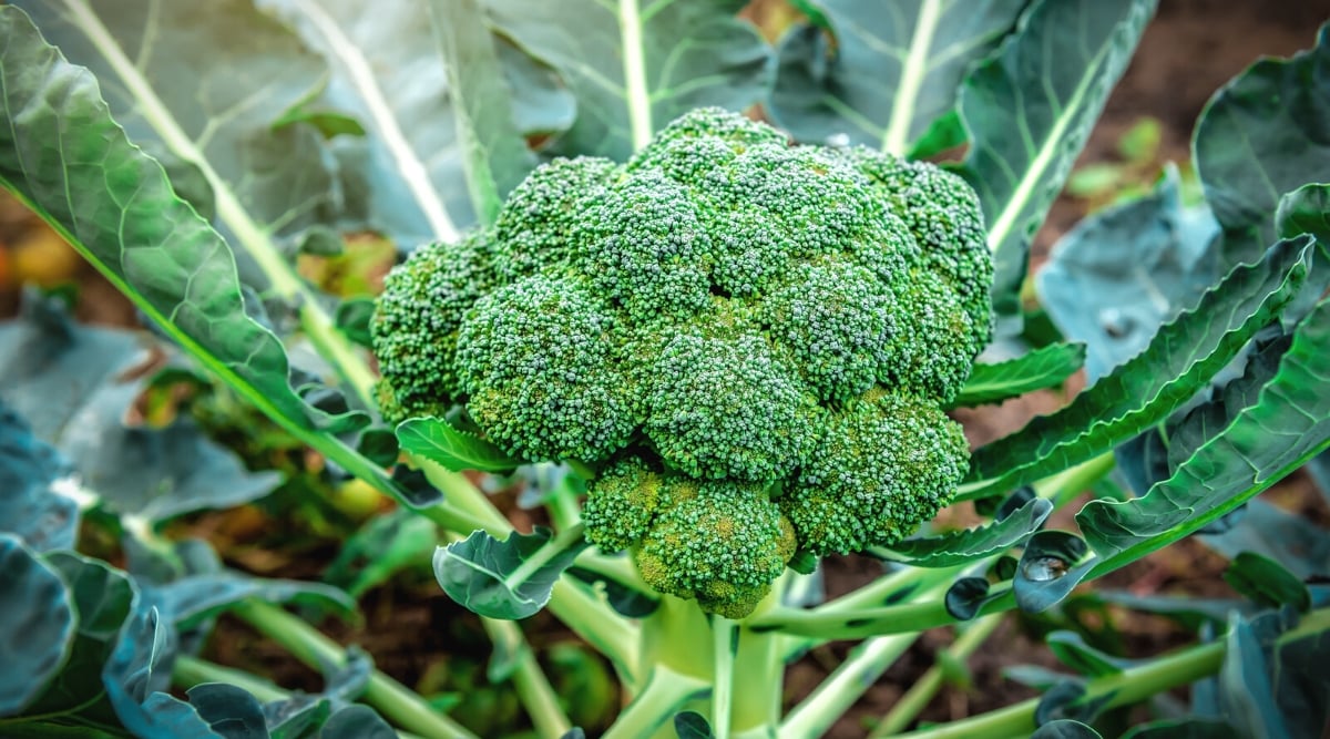 Close-up of a broccoli plant in a sunny garden. Broccoli plants are characterized by their upright growth and dense clusters of green buds. They have a central stem that supports several branches, each bearing a compact flower head. The heads consist of numerous densely packed dark green flower buds. Broccoli leaves are large, dark green, with deep lobes and a rough texture.