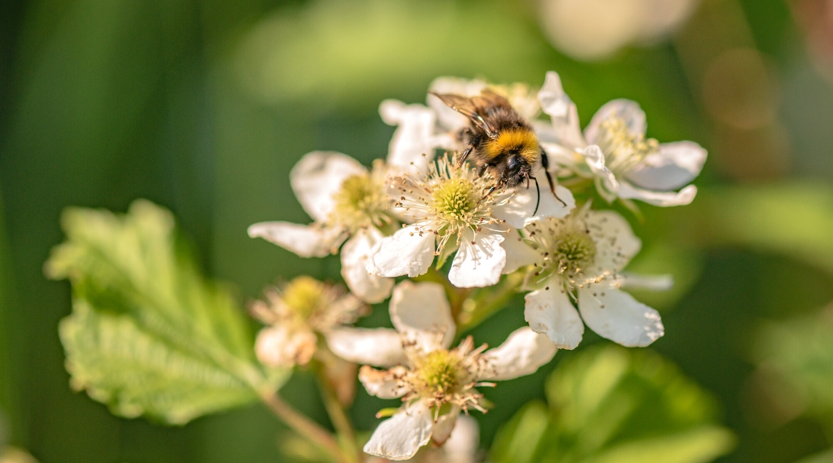 Close-up of a bumblebee gathering nectar from a flowering blackberry bush in a sunny garden, against a blurred green background. The plant produces small white flowers, with five petals, which bloom in clusters along the shoots. The leaves are complex, consisting of many leaflets of bright green color with a serrated edge.
