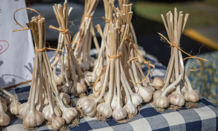 Bundles of dried hardneck garlic, tied together by the stems, on top of a table