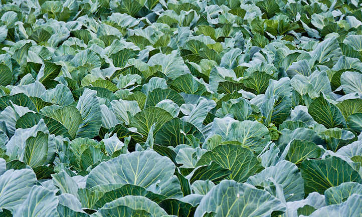 Cabbage companion plants