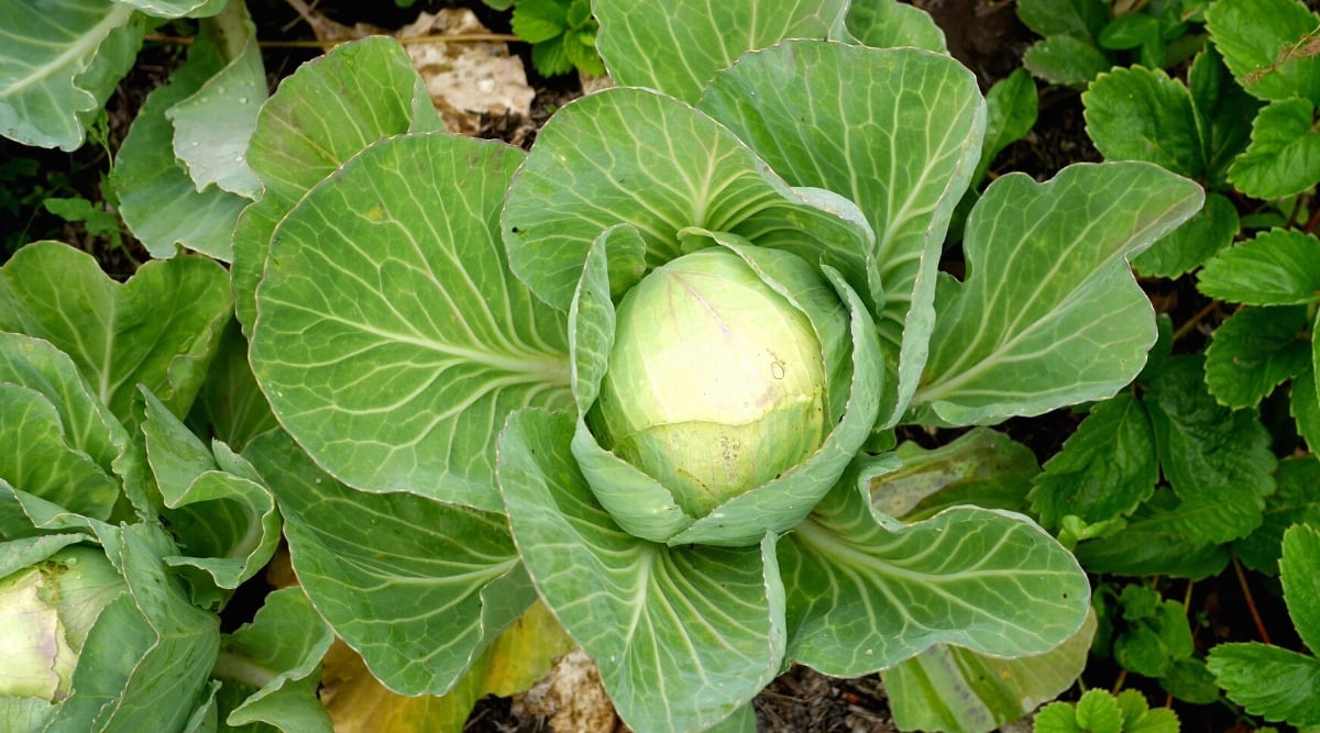 Top view of a growing cabbage plant in the garden. The cabbage plant is stunted, has a compact and rounded shape. The leaves are large, smooth, pale green. The leaves are densely folded in layers, forming a dense head in the center. Cabbage leaves are thick and have a slightly waxy texture. They are wide and have a smooth surface.