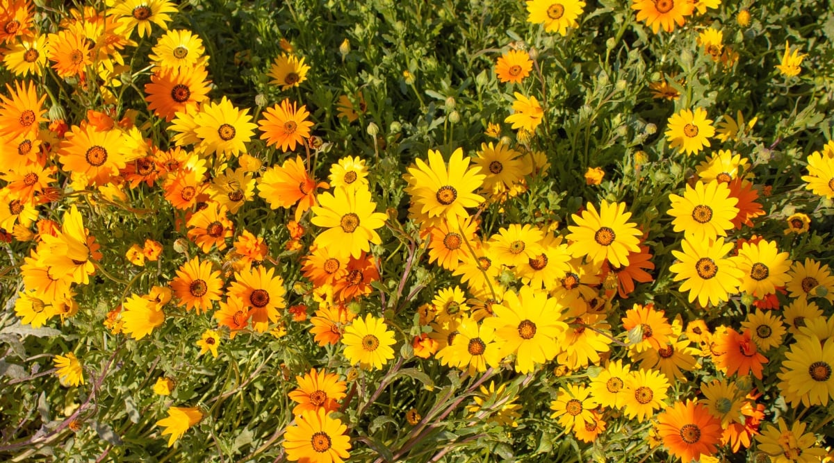 Top view, close-up of Cape Marigold, also known as African Daisy, flowering plants. The flowers are large, chamomile-shaped, with bright yellow and bright orange petals with dark centers. The leaves are green, pinnate, lobed.