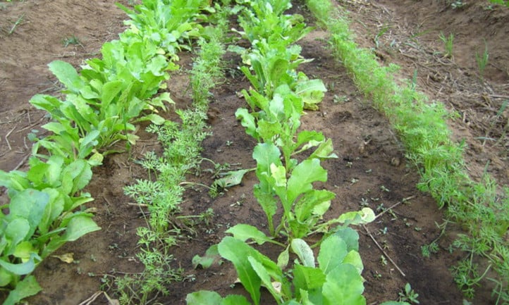 Carrot companion planted with radish
