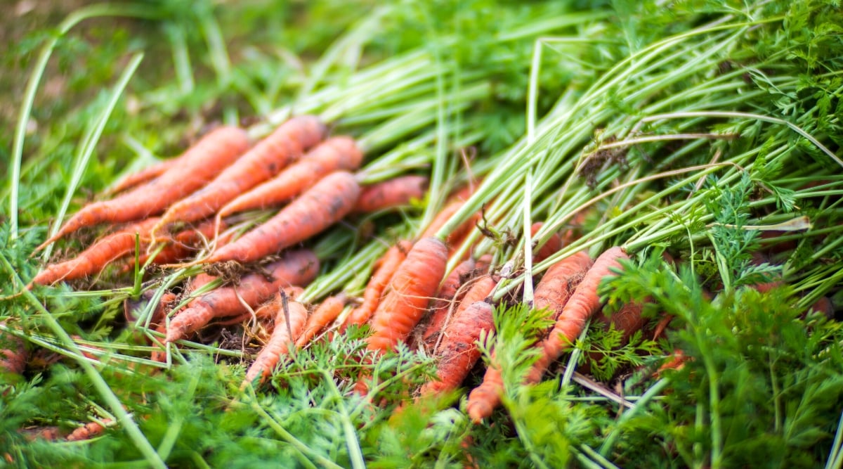 Close-up of a lot of freshly picked carrots on green grass in the garden. Carrot plants are slender and elongated, with a tuft of pinnate, fern-like leaves at the top. The leaves are dark green, divided into many thin thread-like segments. The edible part of the carrot plant is the taproot, which is elongated and conical in shape and bright orange in color.