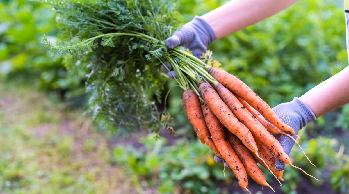 Close-up of a gardener's hands in gray gloves holding a bunch of freshly picked carrots in the garden. The plant has long thin taproots and feathery green leaves. The leaves are arranged in a rosette shape and grow straight from the top of the carrot plant. They are finely divided into several leaflets that give them a delicate fern-like appearance. The roots are cylindrical, with narrowed tips, bright orange.