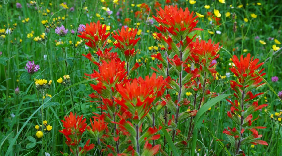 Close-up of a flowering Castilleja coccinea plant in a garden. Castilleja coccinea, commonly known as Indian paintbrush, is a perennial plant native to North America. It features slender, lance-shaped leaves that are green and often tinged with purple. The plant produces vibrant, tube-like flowers that come in shades of red.