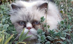 Catmint and your cat