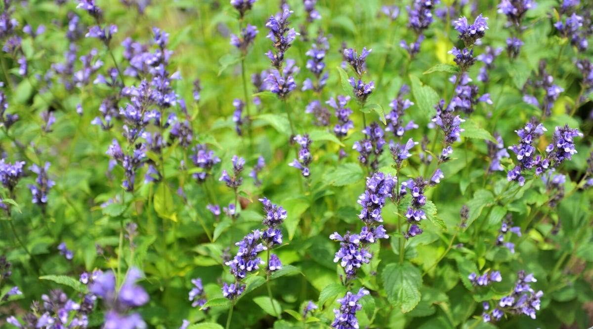 Close-up of a flowering Catmint, also known as Nepeta, is a perennial herbaceous plant, in a sunny garden. The leaves of Catmint are small, opposite and serrated, bright green in color with a velvety texture. Catnip produces clusters of tubular flowers that bloom on tall stems. Flowers are purple.