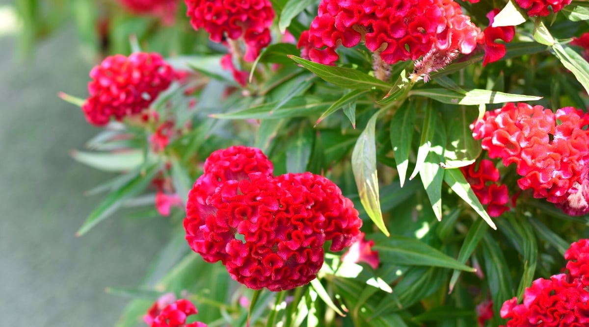Close-up of a flowering Celosia cristata plant in a sunny garden. It has bright, showy flower heads that are bright red in color, reminiscent of a cockscomb. They have a velvety, crested texture. The leaves of Celosia cristata are oblong-lanceolate, dark green in color. The foliage is dense and compact, which gives the plant an overall appeal.