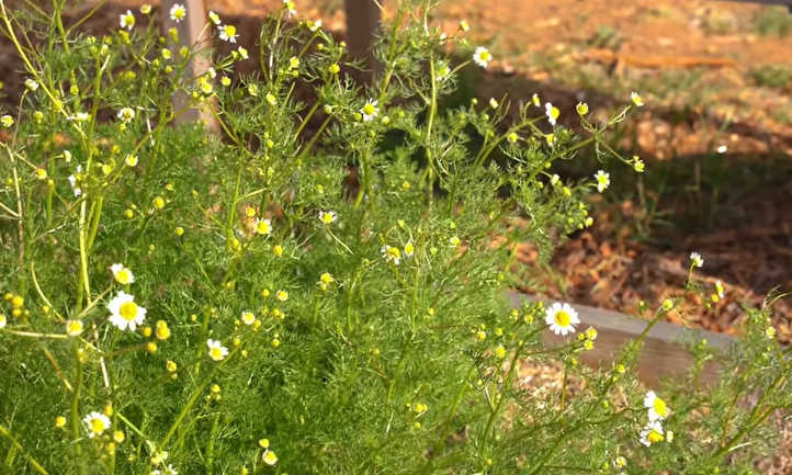 Chamomile in raised bed