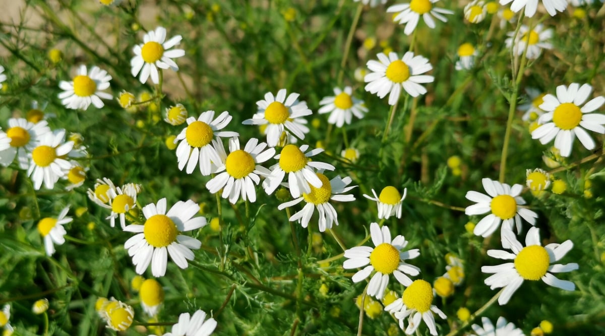 Close-up of a flowering Chamomile plant, scientifically known as Matricaria chamomilla, is an aromatic herbaceous plant with a distinctive appearance. Chamomile leaves are bright green, pinnate and finely divided, arranged alternately along the stems. Chamomile produces small, daisy-like flowers on thin stems. The flowers have a yellow central disk surrounded by white petals.