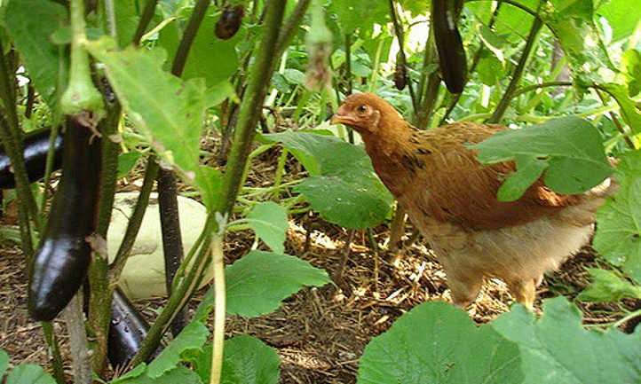 Chicken with plants
