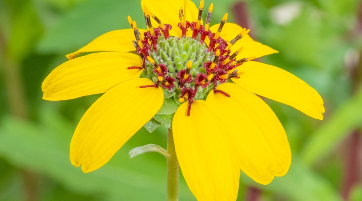 Close-up of a blooming Berlandiera lyrata flower against a blurred green background. The flower is daisy-like, with ray-shaped, bright yellow petals, with a slightly ruffled or serrated margin, surrounding a central flower head of small, red-yellow tubular flowers.