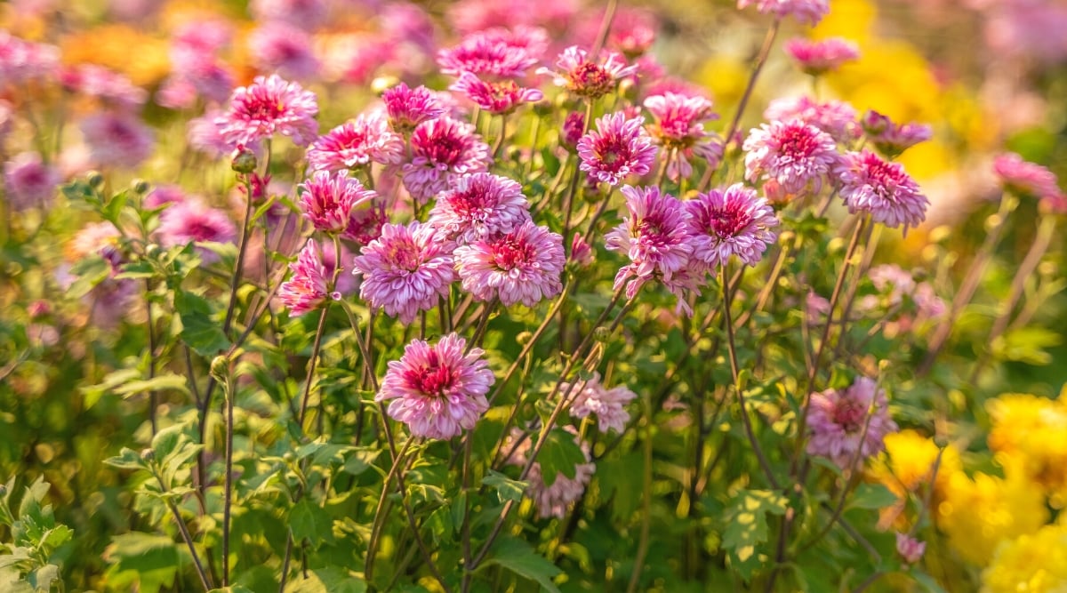 Close-up of flowering Chrysanthemums plants in a sunny garden. The flowers are medium in size, with double bright pink thin petals. The stems are upright purplish-brown, with dark green lobed leaves.
