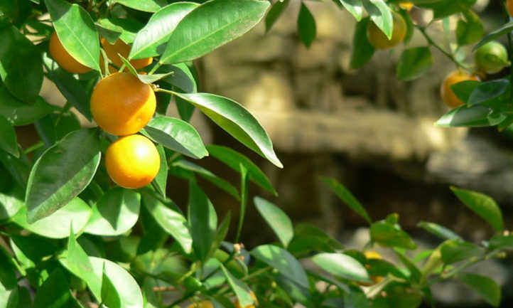 Healthy orange tree with citrus fertilizer applied