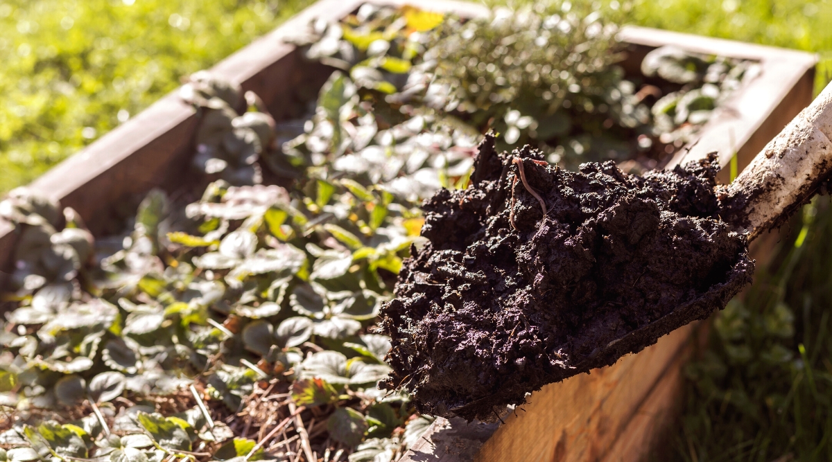 Close-up of a large garden shovel filled with compost against a blurred background of a raised garden bed with growing strawberries. The compost is black, damp, with worms.