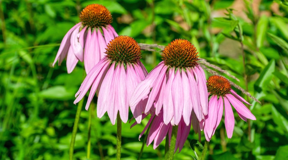 Close-up of blooming Coneflower plants, scientifically known as Echinacea, in a sunny garden. The flowers are large, composed of a prominent cone-shaped center, dark gray, surrounded by purple, ray-shaped petals. The petals are drooping.