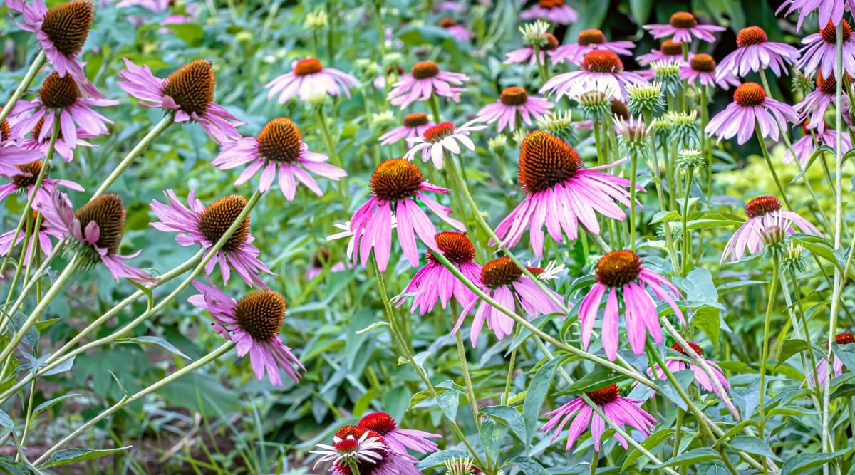 Close-up of flowering Echinacea plants in a shady garden. The flowers are large, daisy-like, with large, prominent, copper-coloured, cone-shaped centers surrounded by long, thin, purple, drooping petals. The leaves are blue-green, lanceolate.